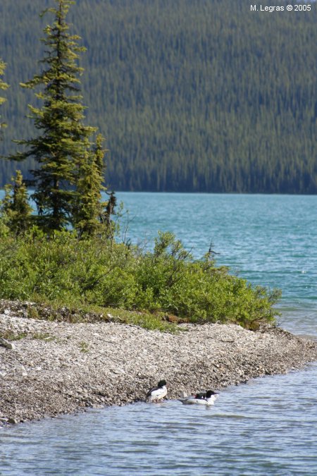 Lac Maligne
