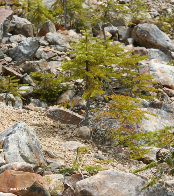 Mount Edith Cavell