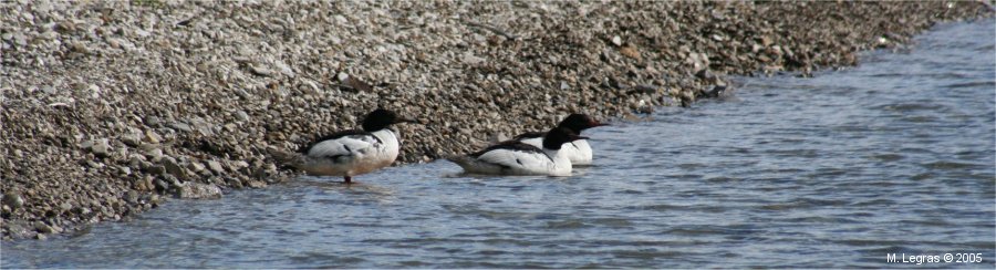 Lac Maligne