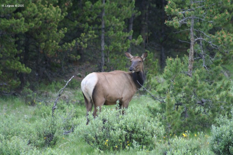 Wapiti