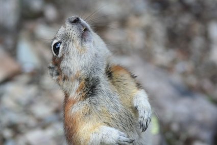 Chipmunk