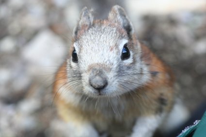 Chipmunk