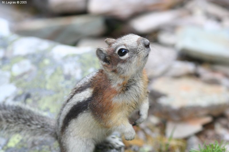 Chipmunk
