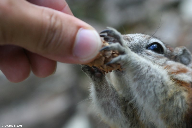 Chipmunk