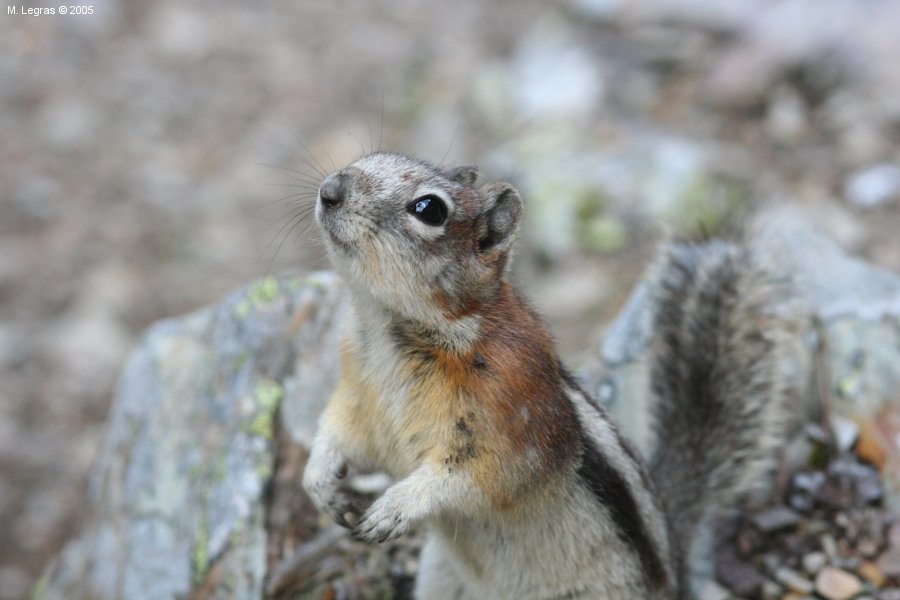 Chipmunk