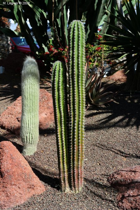 Cactus