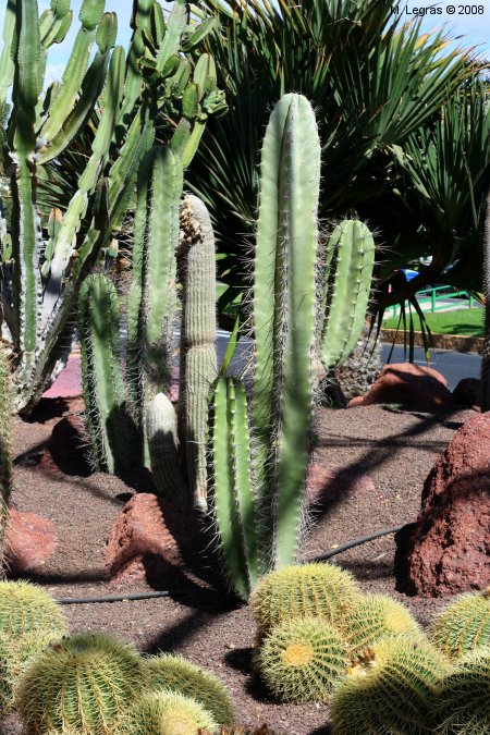 Cactus