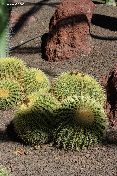 Cactus