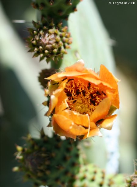 Cactus