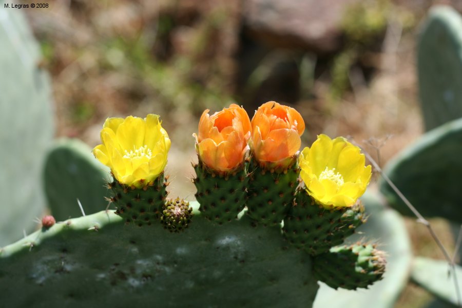 Cactus
