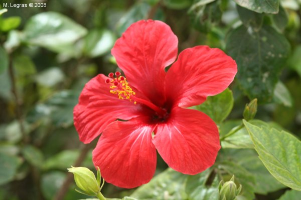 Flore locale