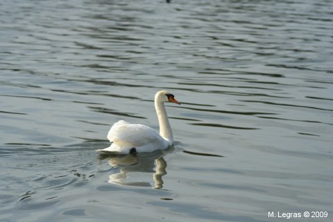 The Serpentine