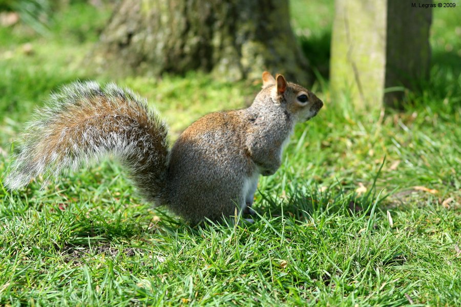 Grey Squirrel