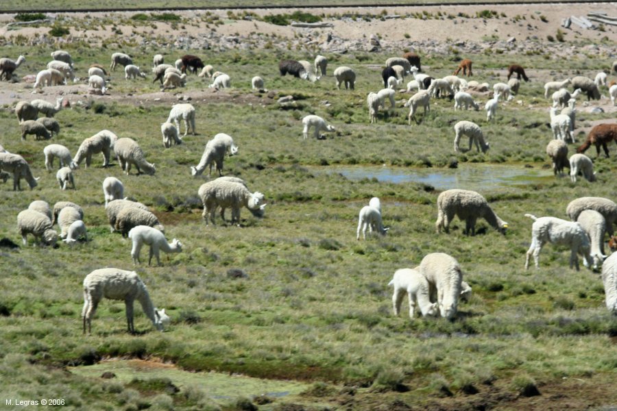Alpacas sur l'altiplano