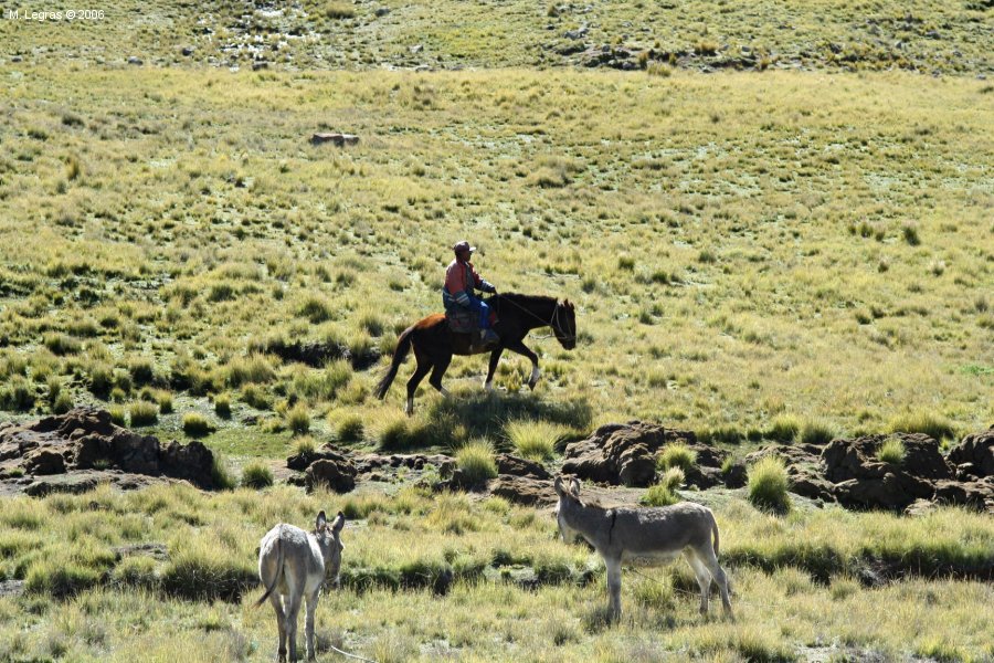Berger sur l'altiplano