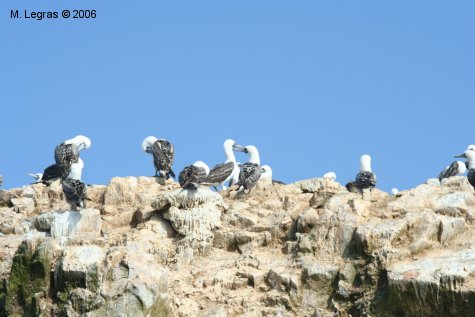 Oiseaux