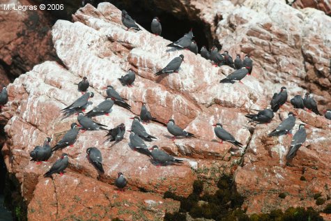 Oiseaux