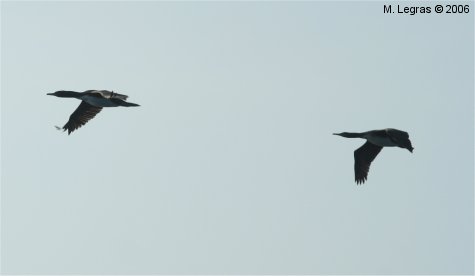 Ile Ballestas