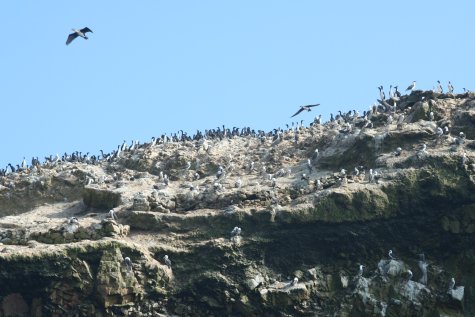 Ile Ballestas