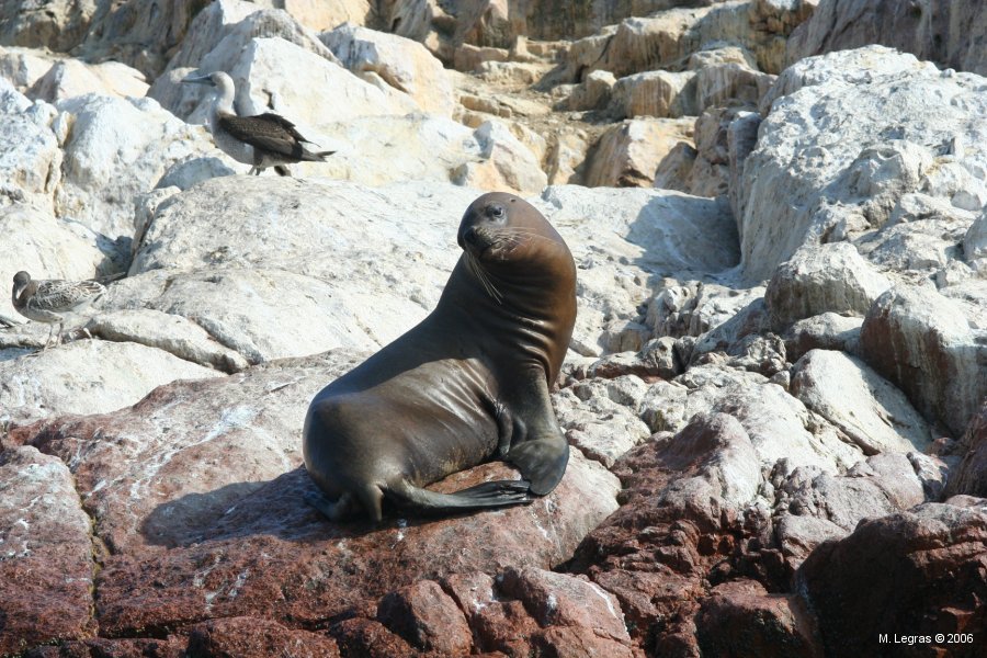 Phoque