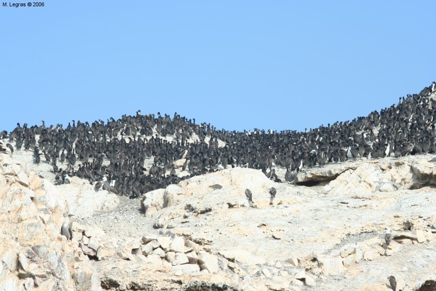 Ile Ballestas