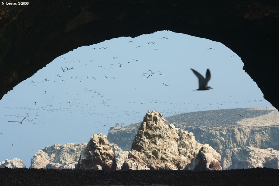 Ballestas, un paradis ornithologique