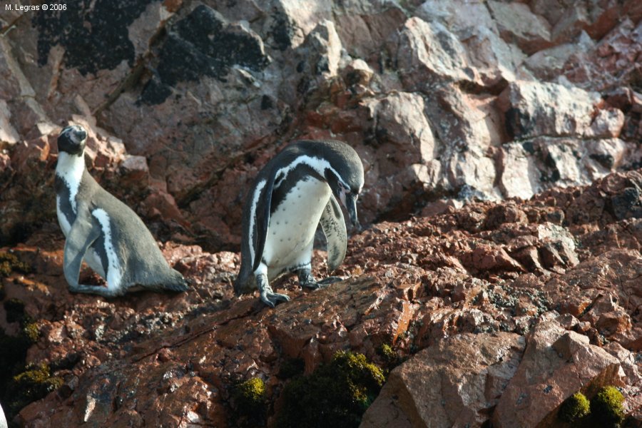 Pinguoins des Ballestas