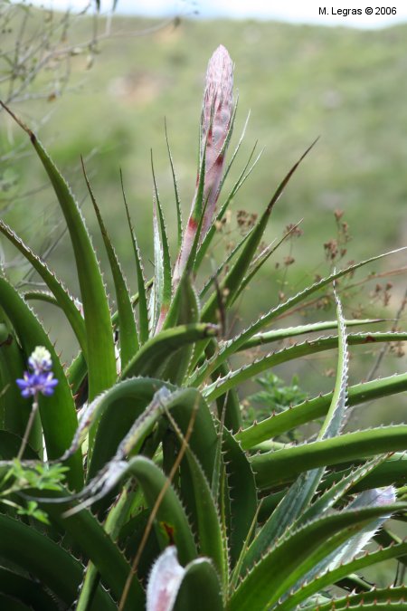 Agave