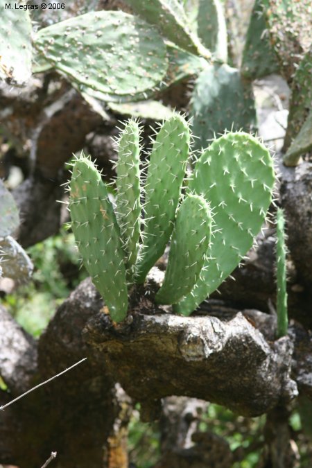 Cactus