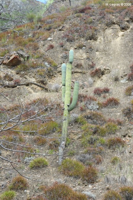 Cactus