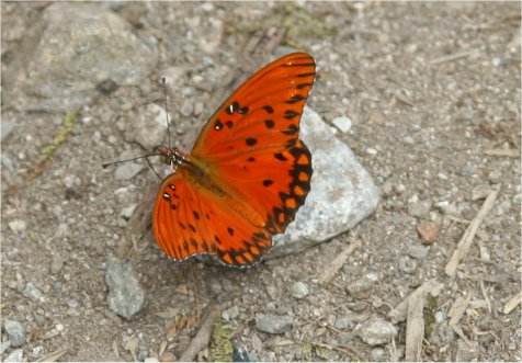 Papillon