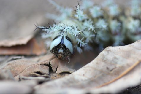 Futur papillon