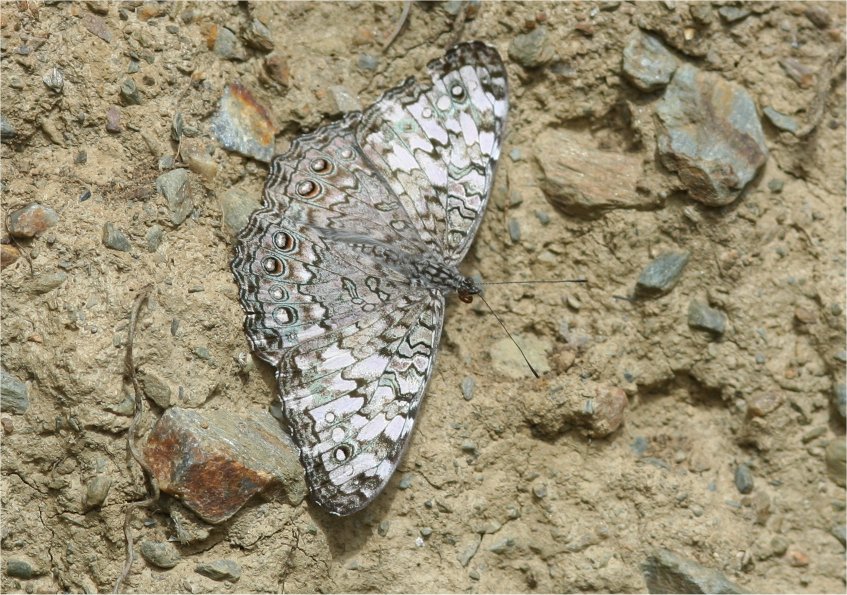 Papillon