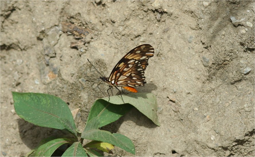 Papillon