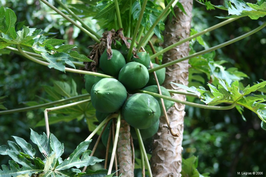 Papaye