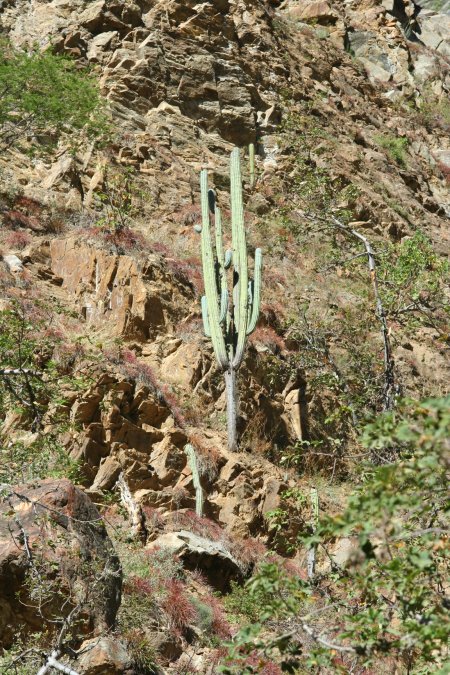 Cactus encore et toujours