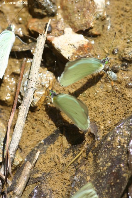Papillon