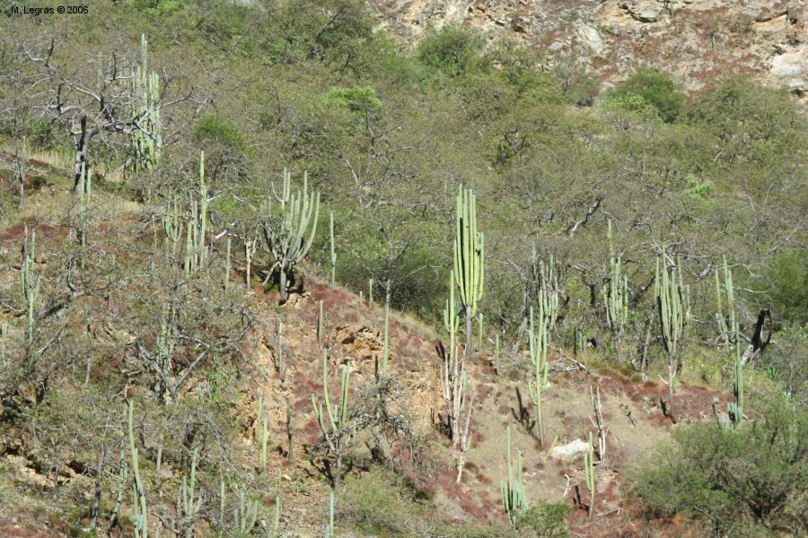 Cactus encore et toujours