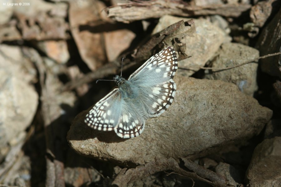 Papillon
