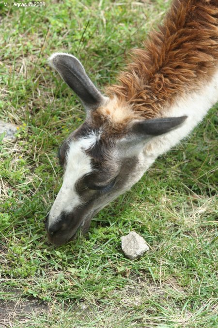 Lama au Machu Picchu