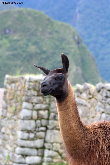 Lama