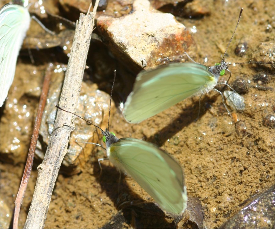 Papillon sur le trekk de Choquequirao