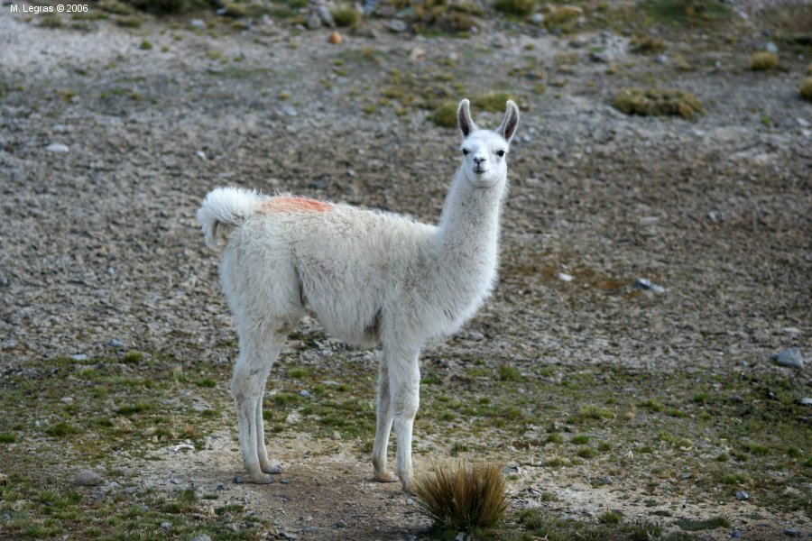 Lama dans le canyon de colca