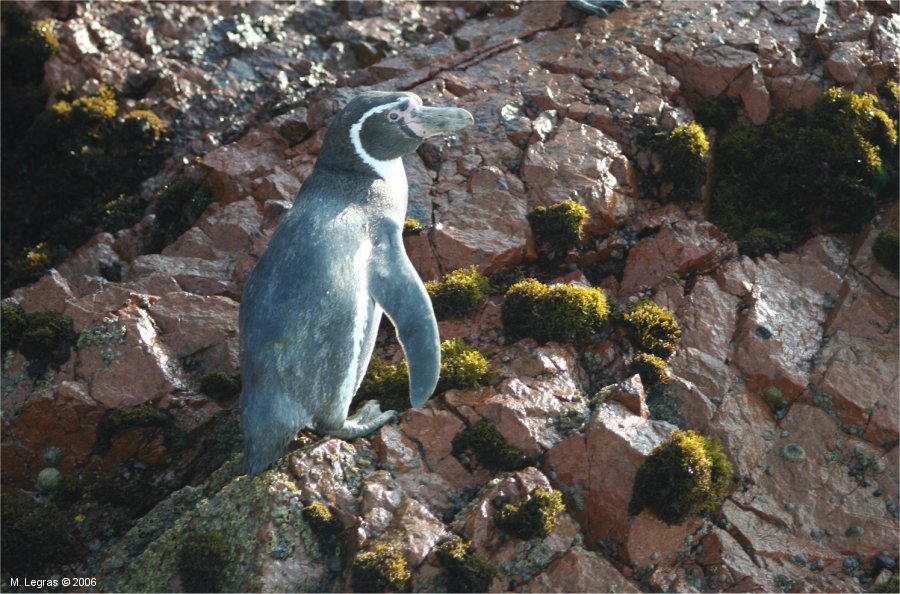 Pinguoins des les Ballestas