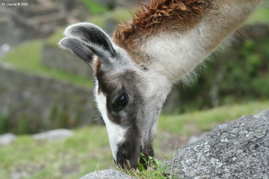 Lama au Machu Picchu