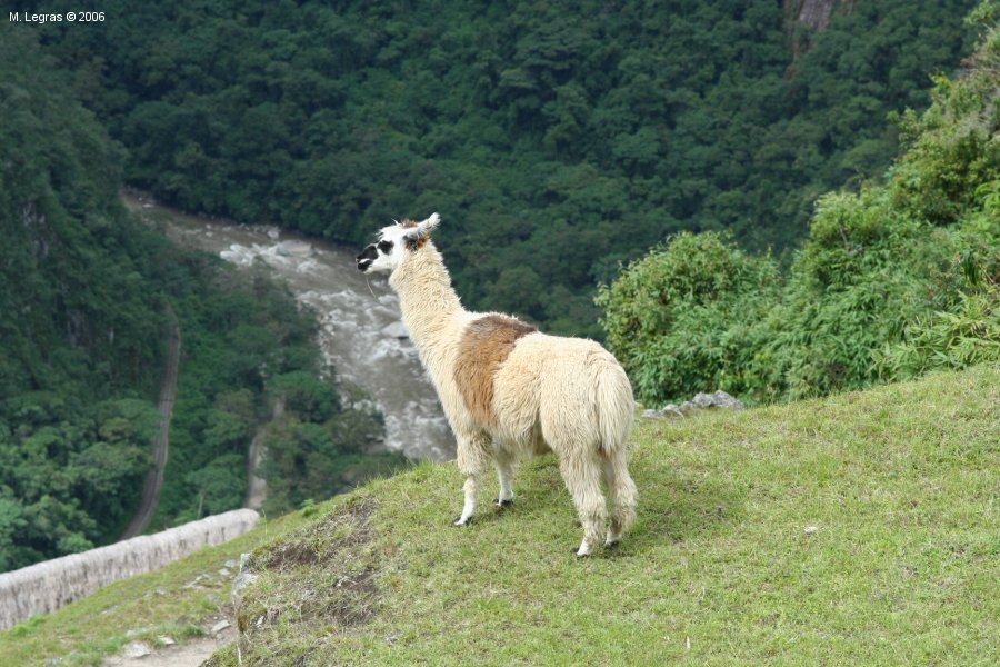 Lama au Machu Picchu