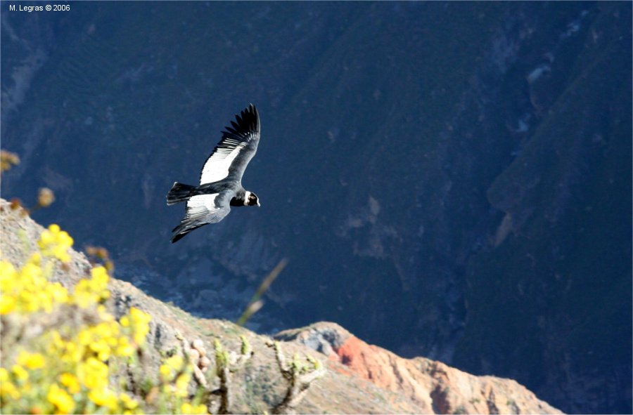 Condor  la Cruz del Condor au Canyon de la Colca