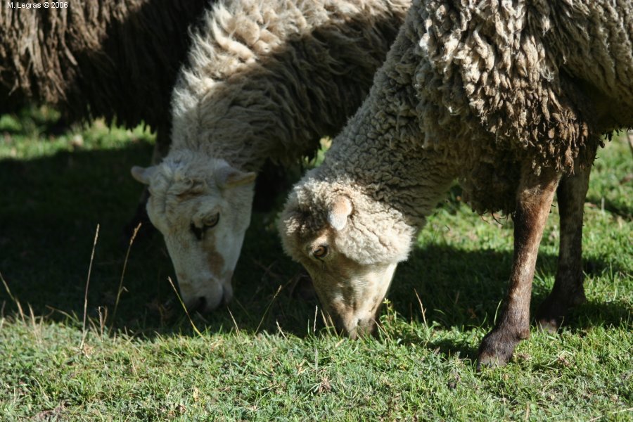 Moutons dans la Valle Sacre