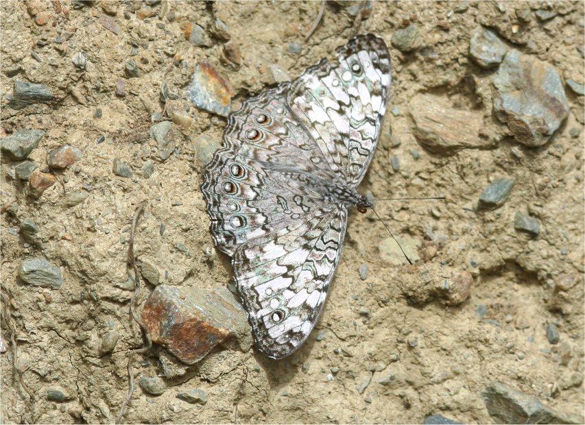 Papillon sur le trekk de Choquequirao
