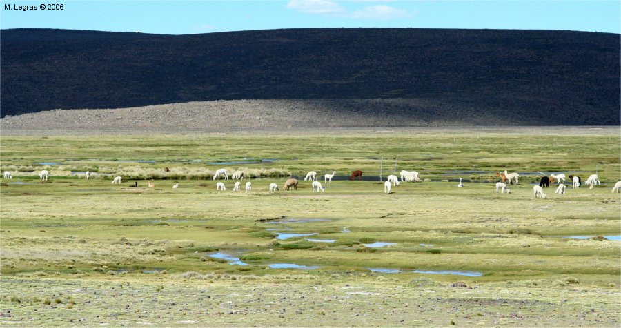 Alpagas sur l'Altiplano